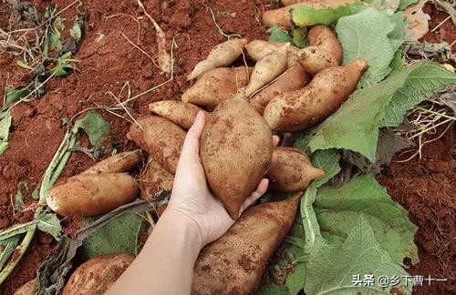 种植牙齿是协和口腔科还是武大口腔医院好？
