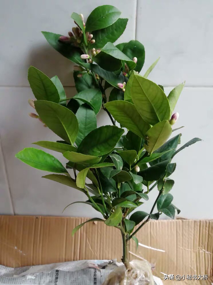 长沙新房前适宜种哪些果树？