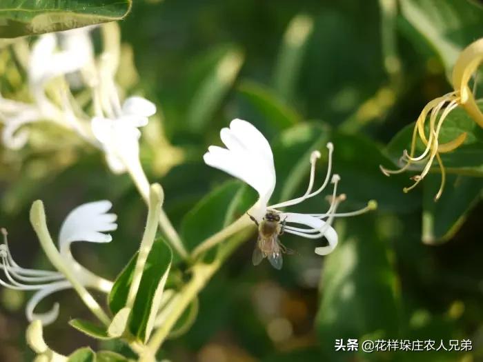 河南省濮阳地区适合种金银花吗？