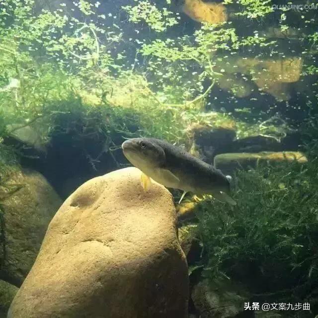方脸化妆技巧视频
