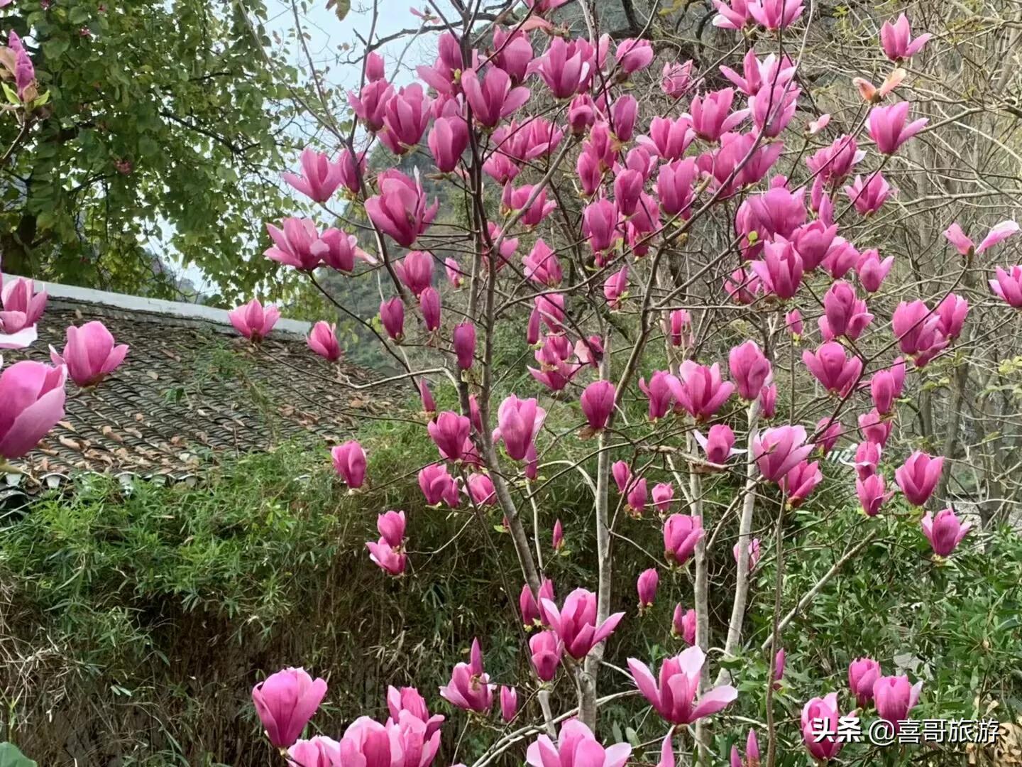 无锡市五月看花哪里好