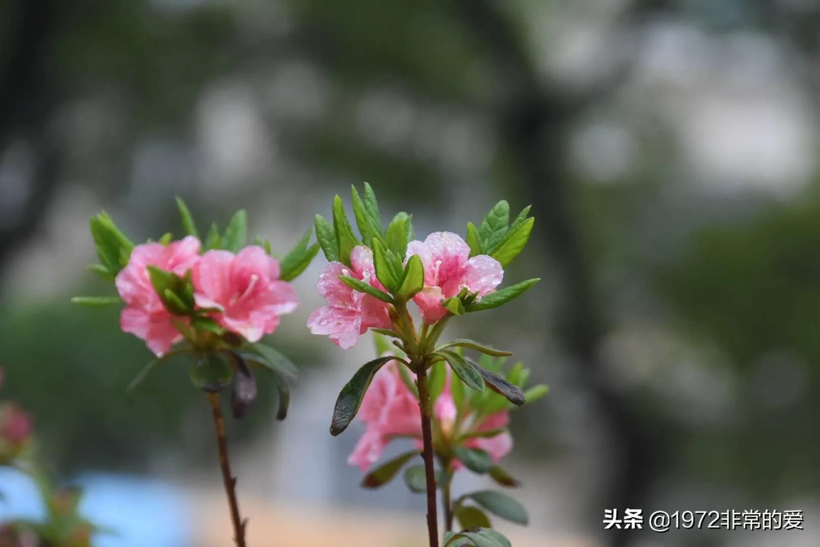 4美元怎么搭建网站