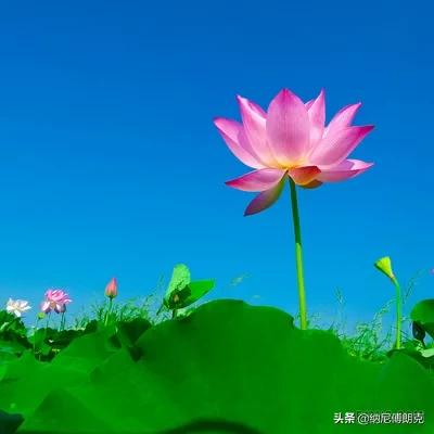 北京工作，北三县居住，但北三县小学不理想，孩子小学何去何从？