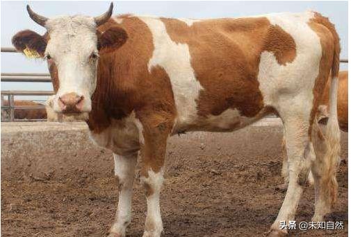 牛和牛（牛与奶牛的区别？）