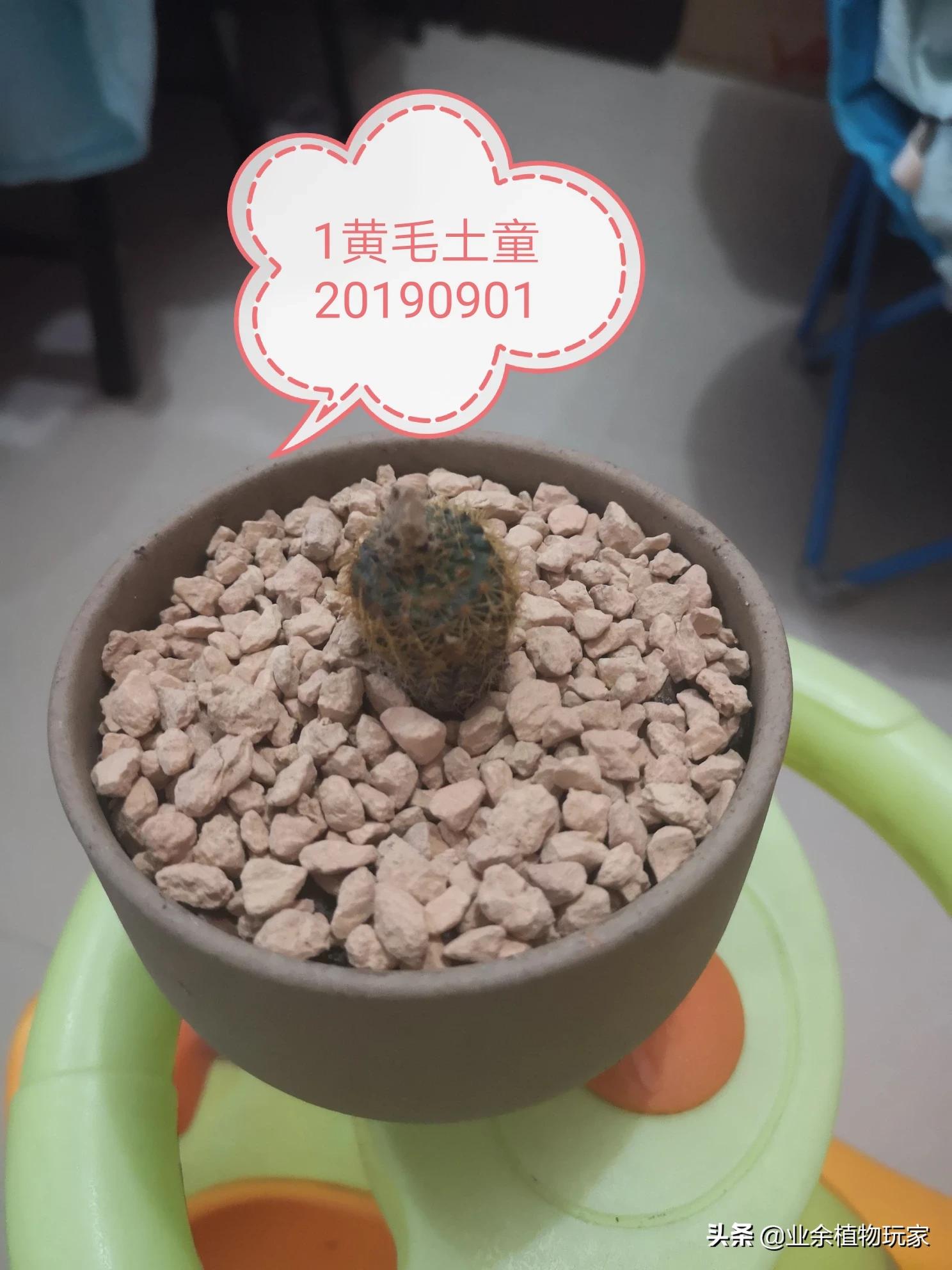 厦门市有多少树种种植