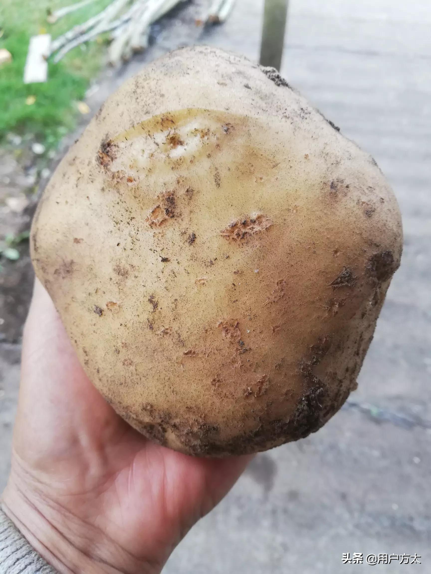 种菜海外生活视频大全，种菜海外生活视频大全集