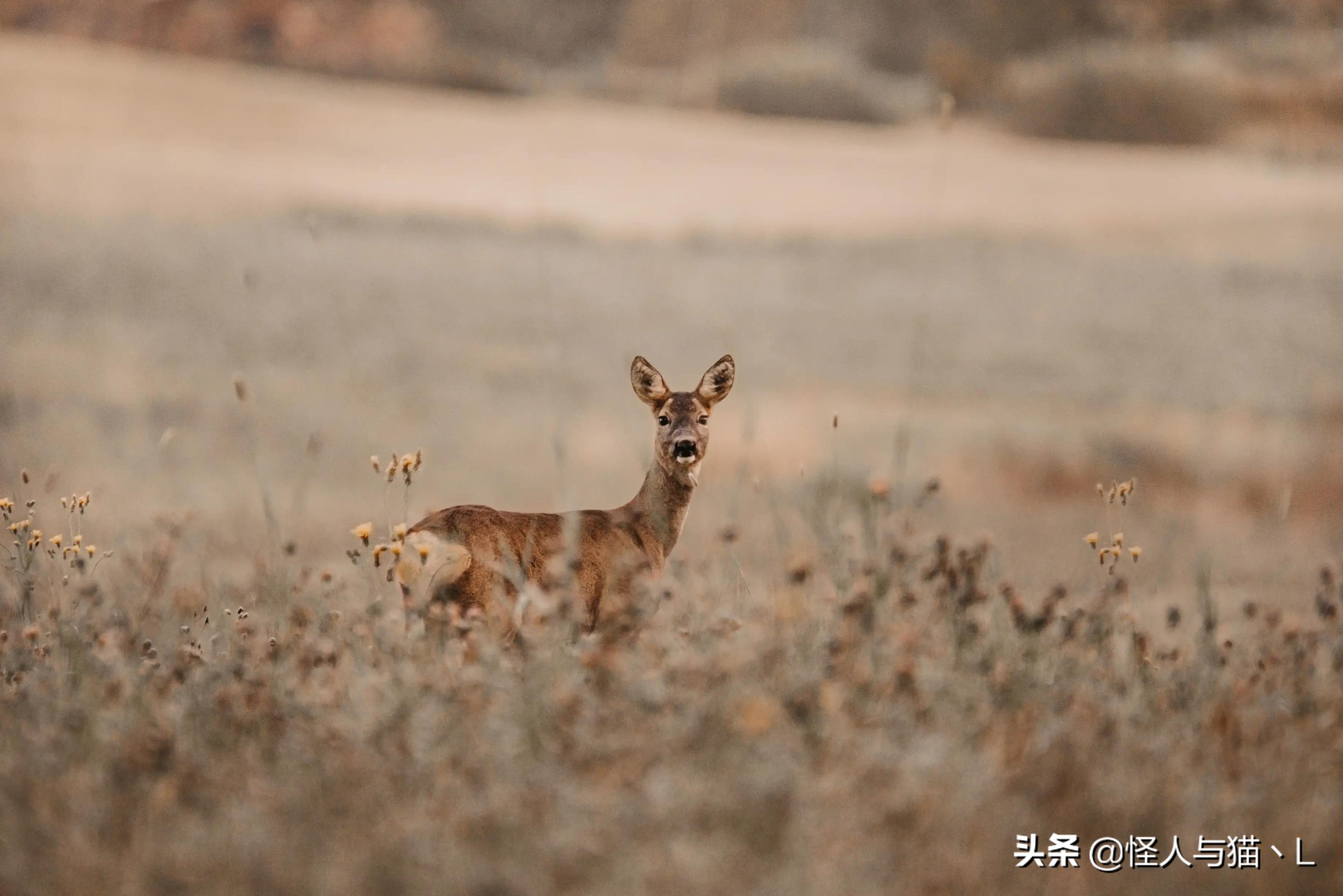 怎么能让（如何让自己变得心狠？）