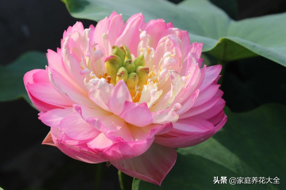 黑荷花（世界上有黑色莲花吗？）