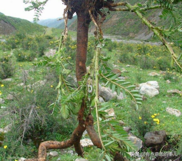 黄芪多少钱（恒山黄芪卖多少钱？）