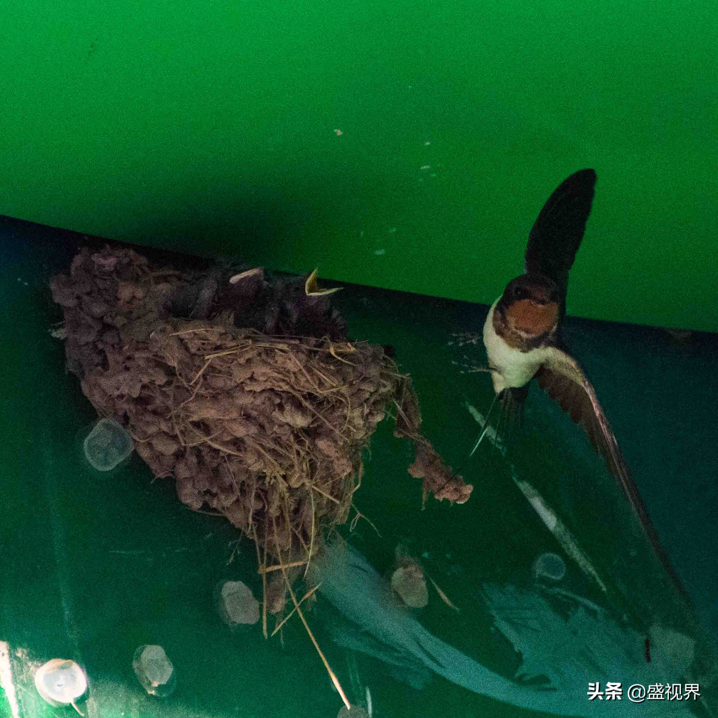 燕子的图片燕子的图片真实照片