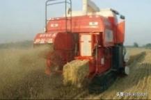 现在大连市种植什么菜