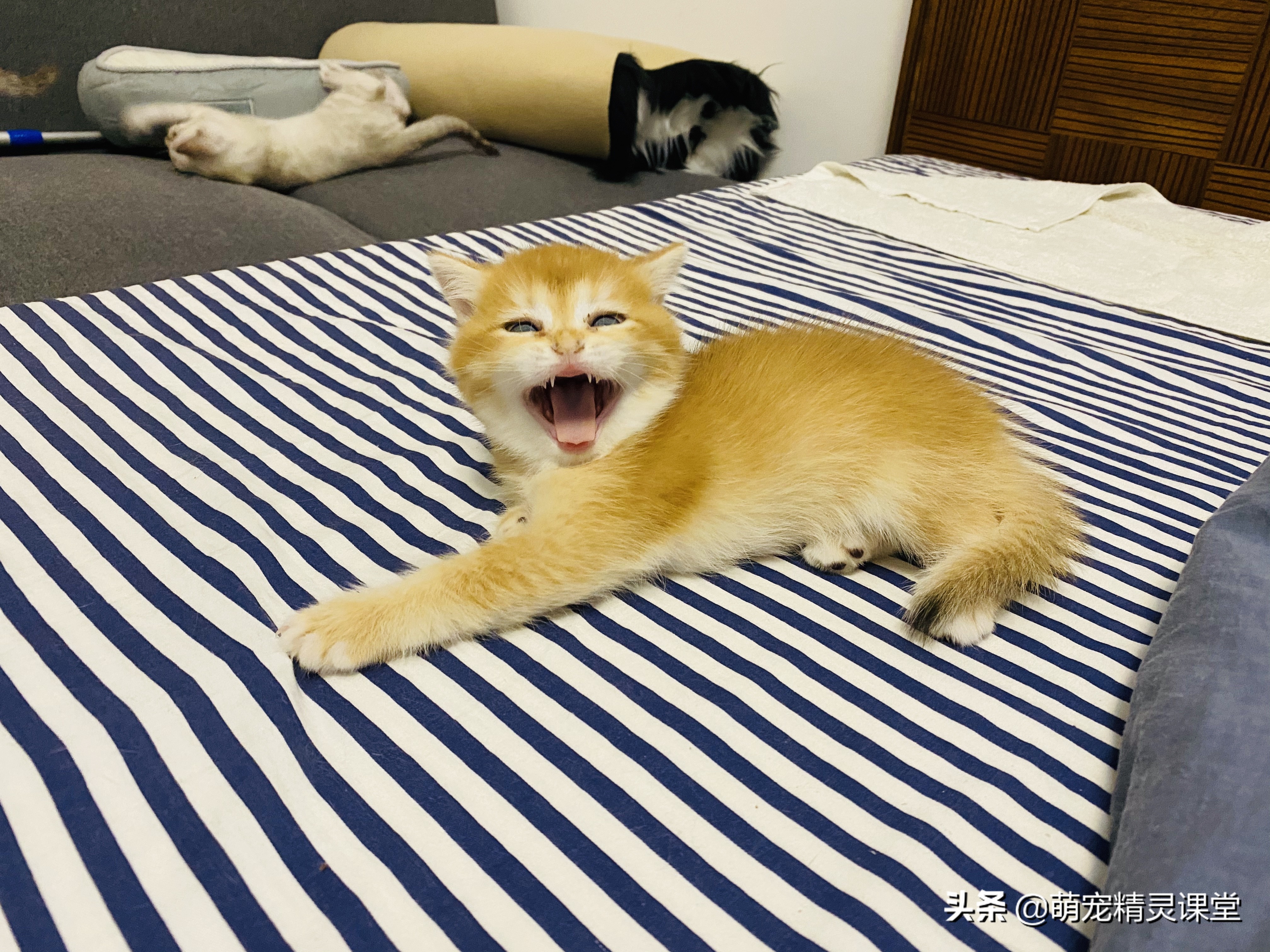 兰州市哪里卖橘猫的多 兰州市哪里卖橘猫的多