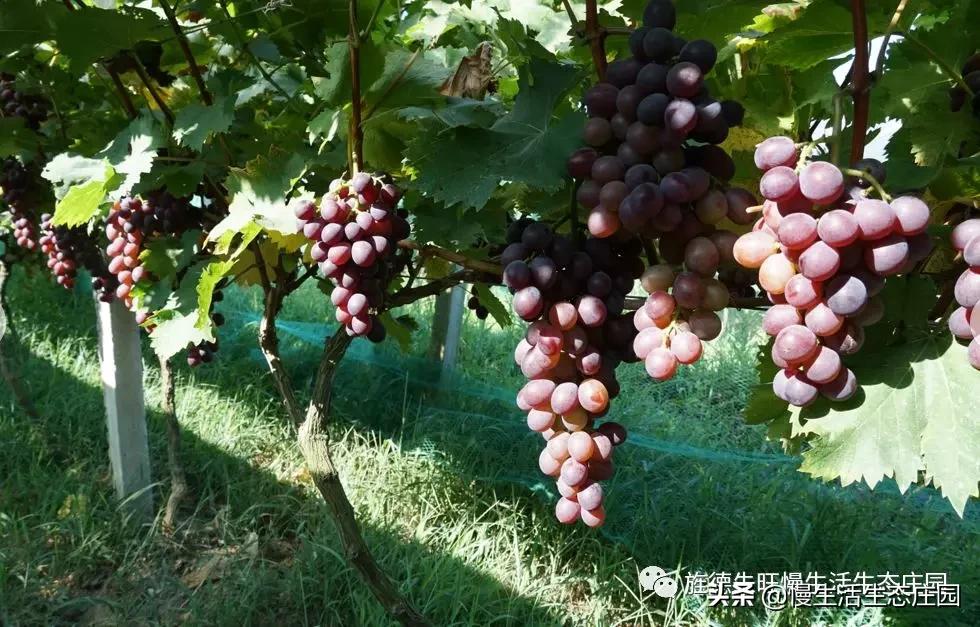 无锡市哪里有卖果树苗