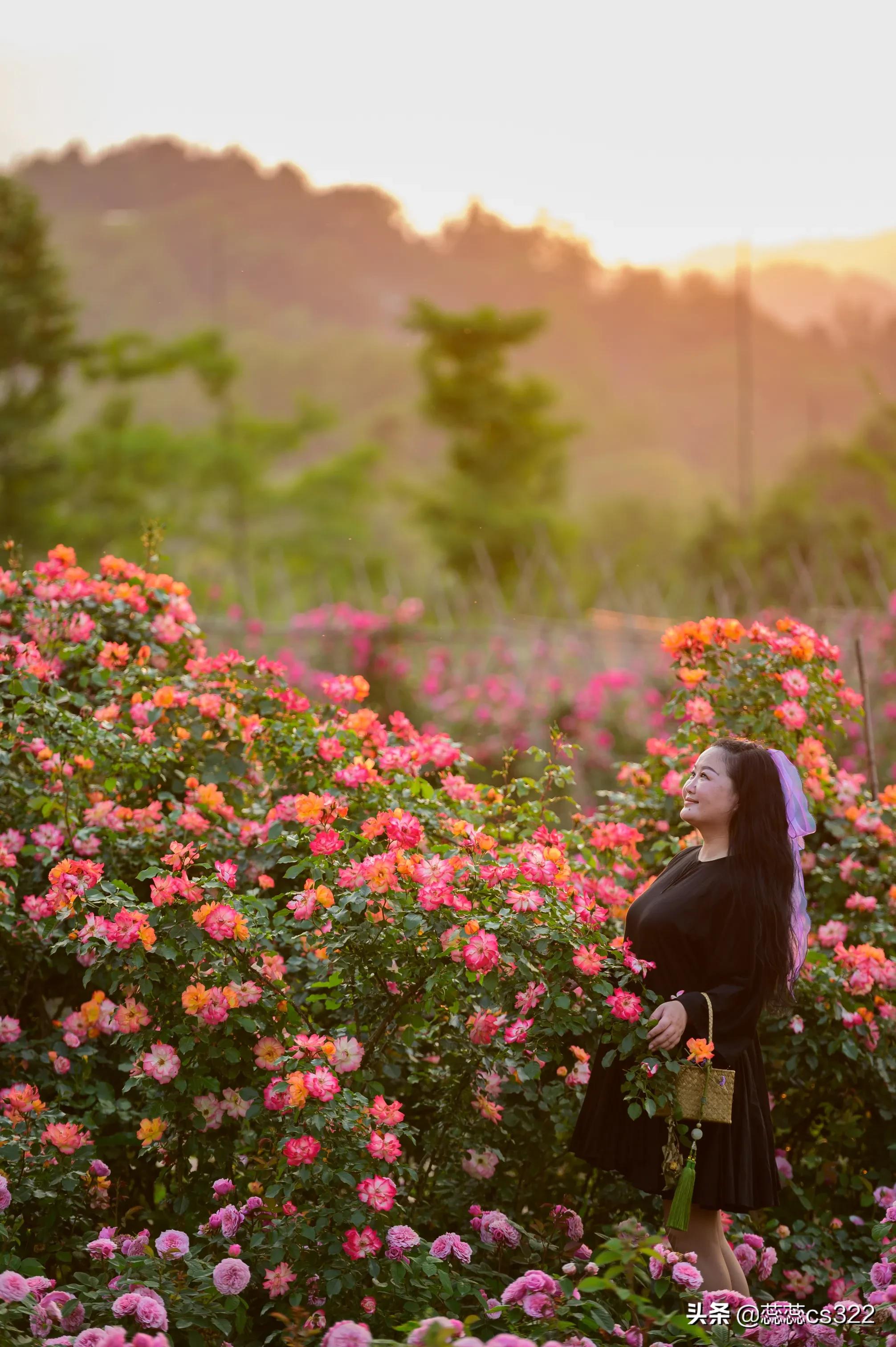 樱花的图片樱花的图片大全 最美 樱花的图片樱花的图片大全 最美
