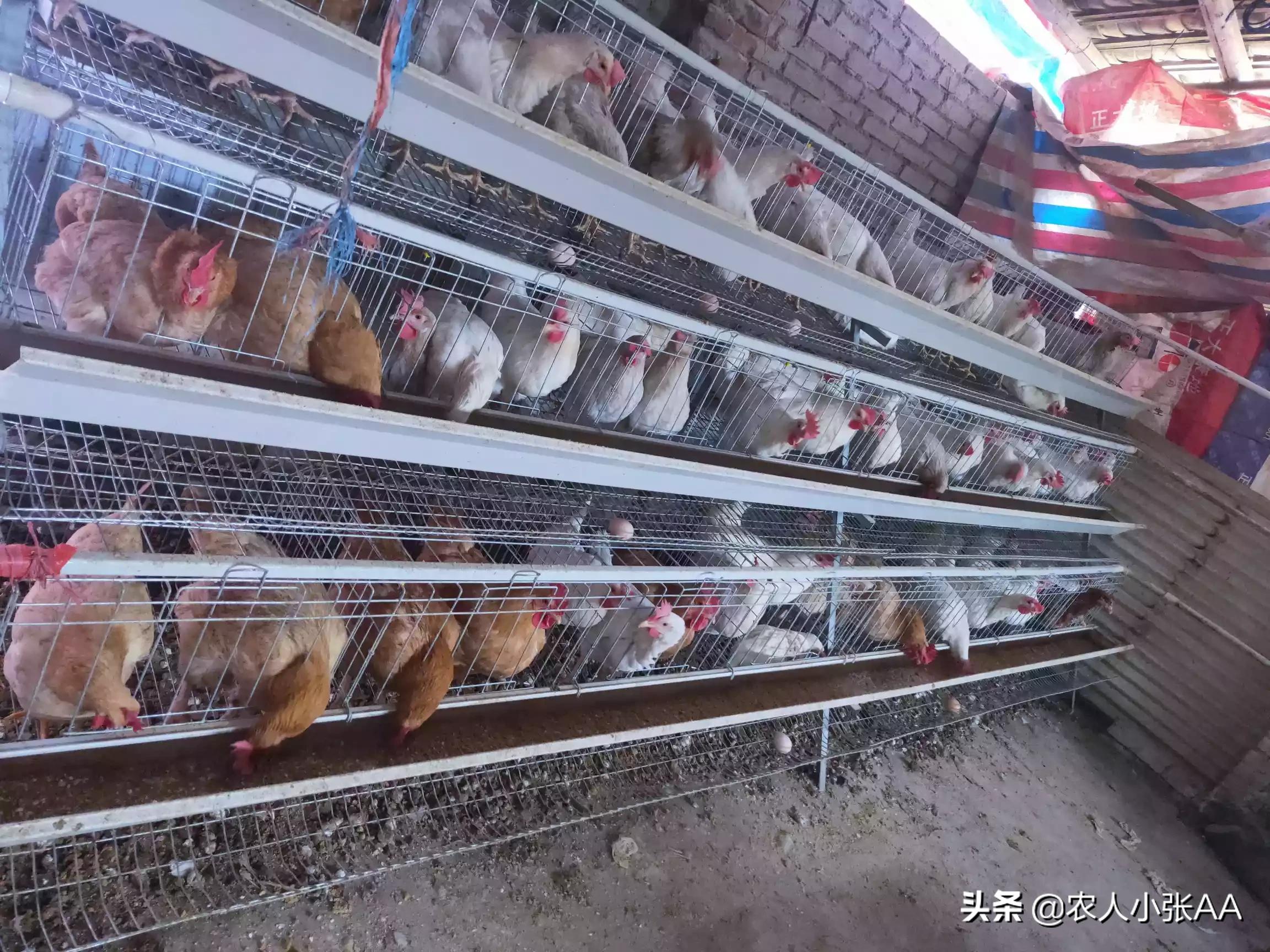 离婚被判吃掉鸡再离（会把鸡吃掉的动物？）
