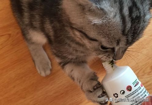 [猫草片]化毛膏和猫草，你会选哪个？为什么？