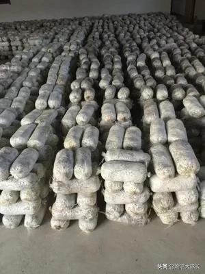 蔬菜种植基地怎么查，蔬菜种植基地怎么查产量