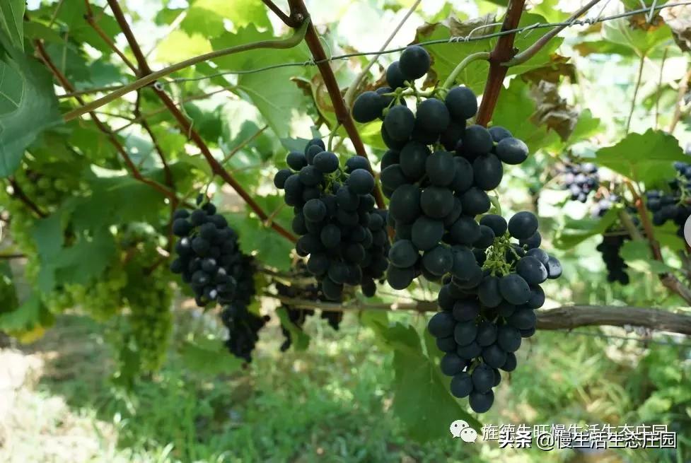 无锡市哪里有卖果树苗