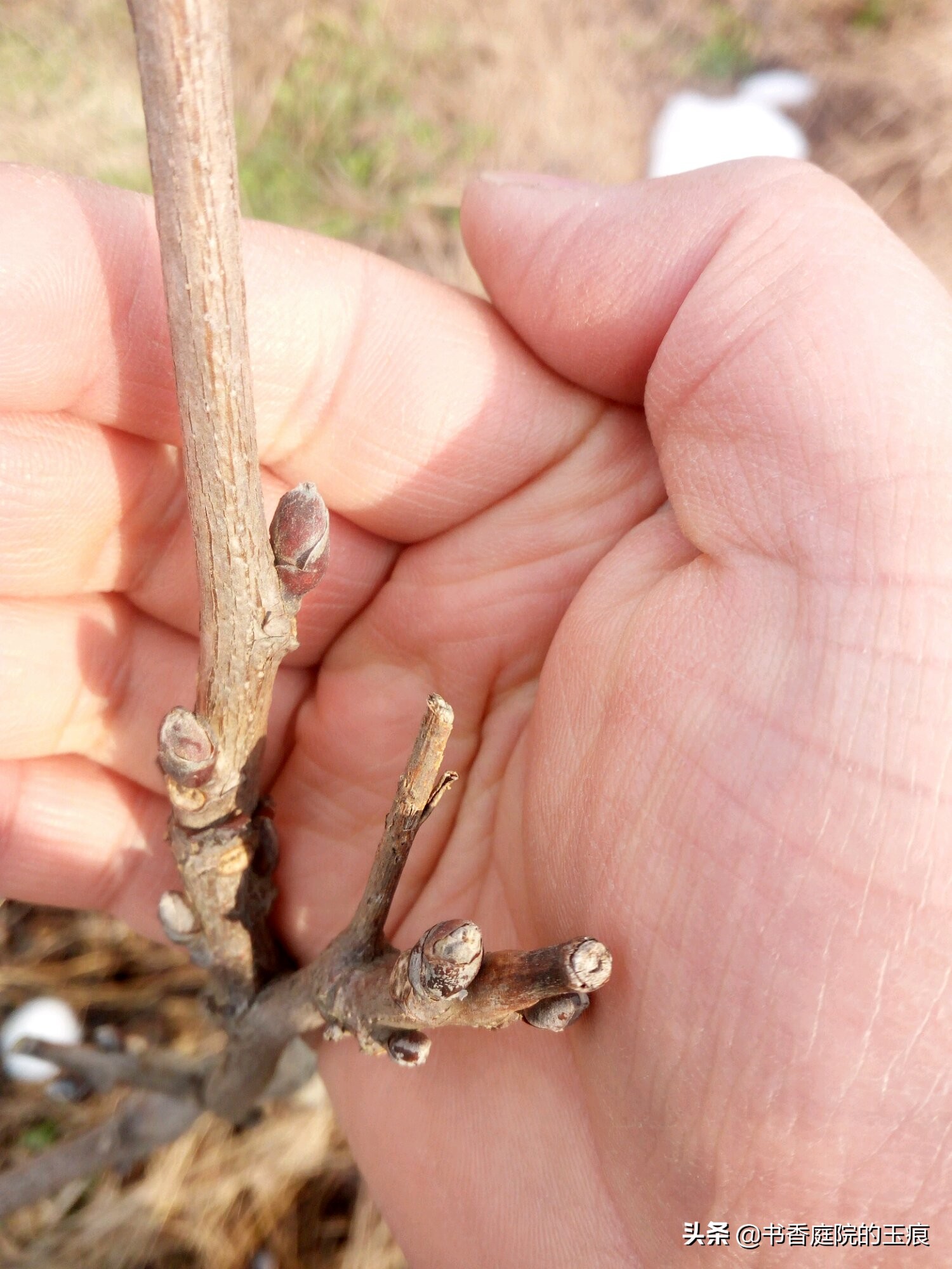 紫藤图片紫藤图片大全大图