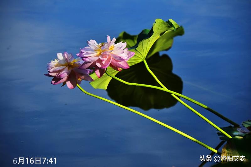 尼康d850(尼康d850深度评测?) 尼康d850(尼康d850深度评测?)