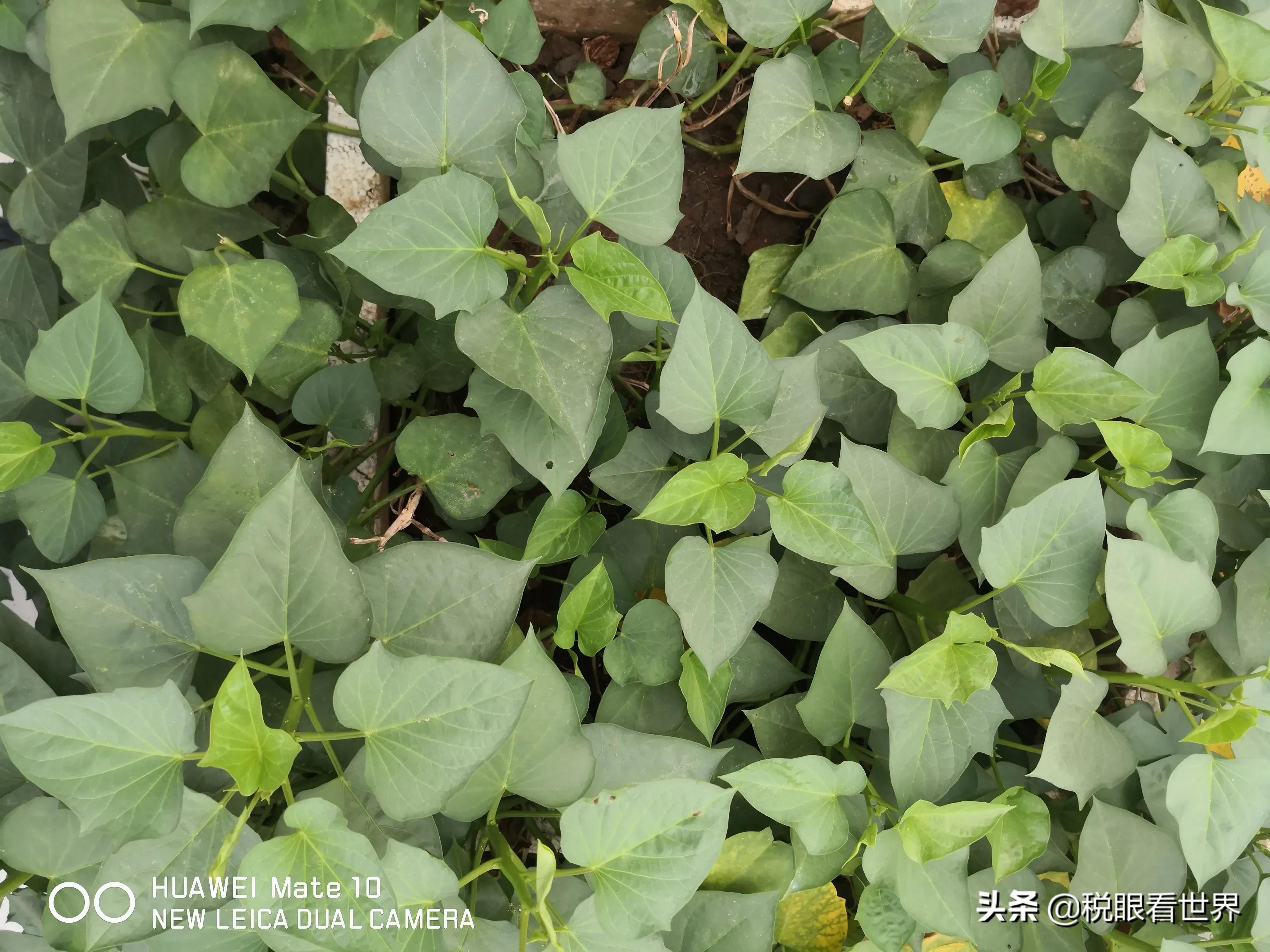 税务专业如何做好企业税务筹划？，税务专业如何做好企业税务筹划工作