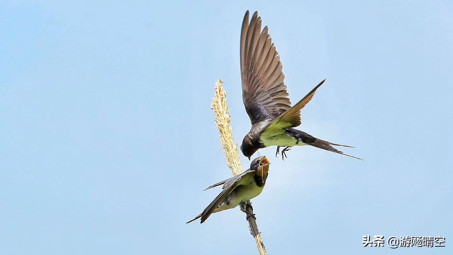燕子的图片燕子的图片真实照片