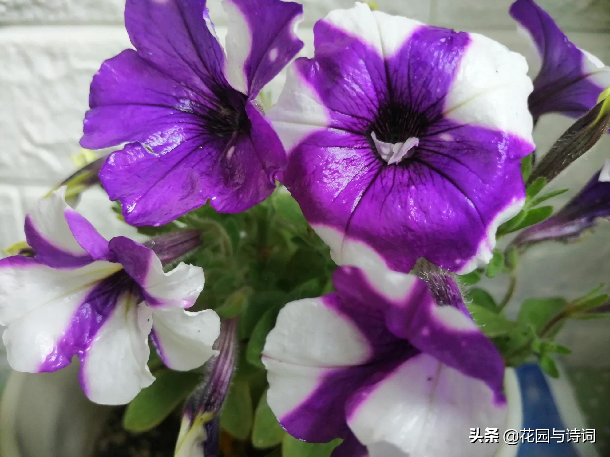 天津垂钓牵牛花怎么样