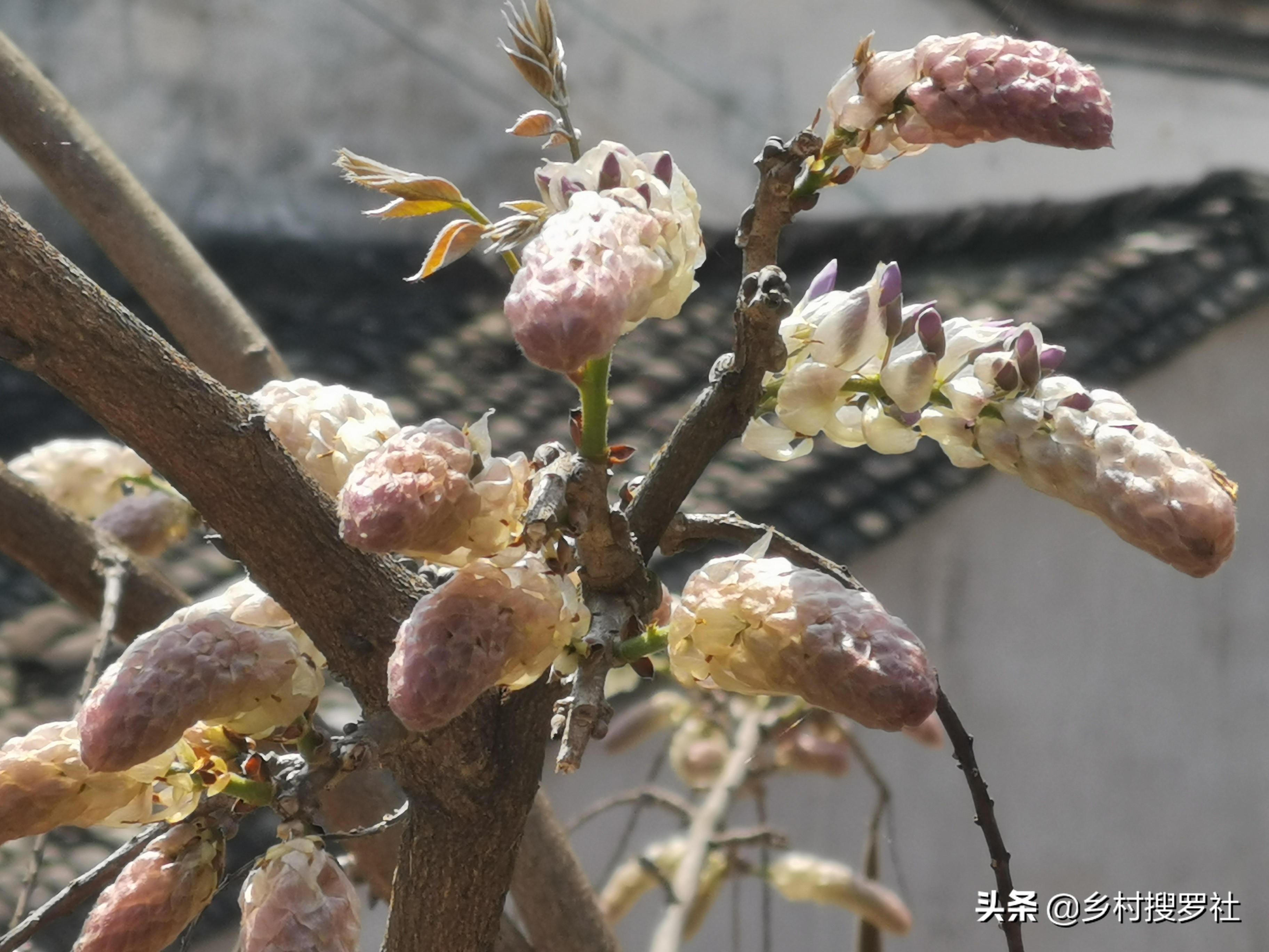 紫藤图片紫藤图片大全大图 紫藤图片紫藤图片大全大图