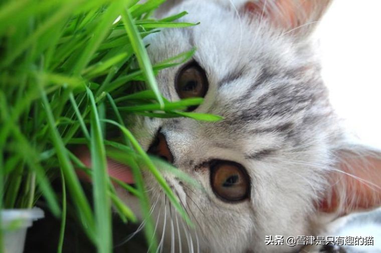 [猫草片]化毛膏和猫草，你会选哪个？为什么？