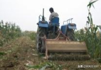 现在大连市种植什么菜