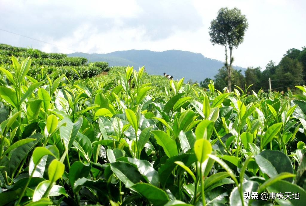福建哪个茶园有樱花
