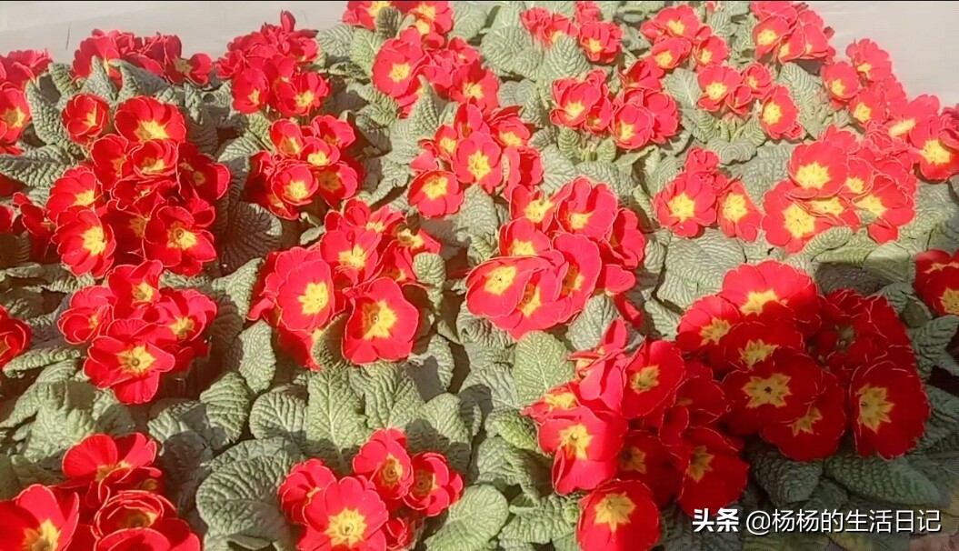 公司设厕所报备群