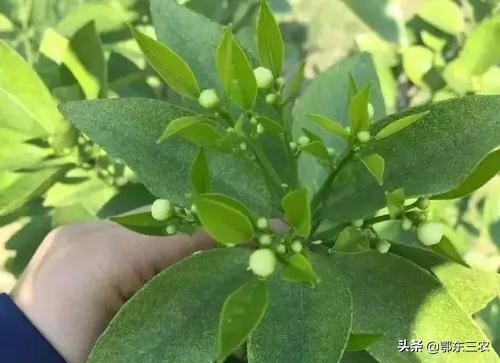 用药过量致皮肤脱落