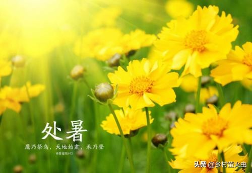 今天处暑