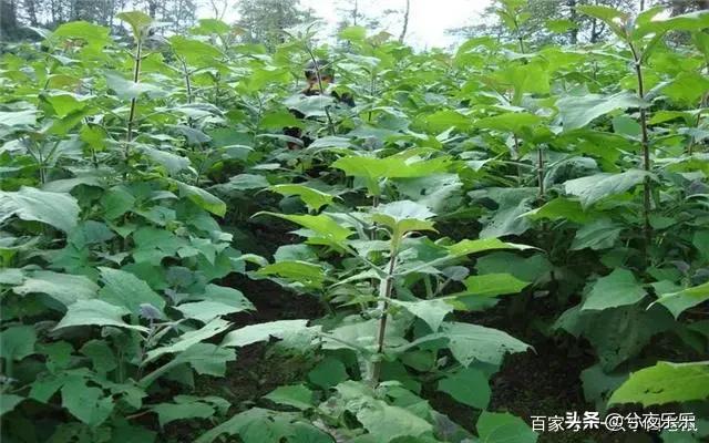 种植牙齿是协和口腔科还是武大口腔医院好？