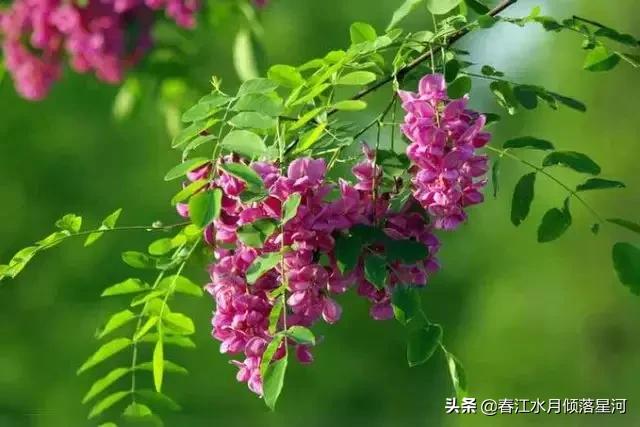 每日妈妈粤语，每日妈妈粤语版