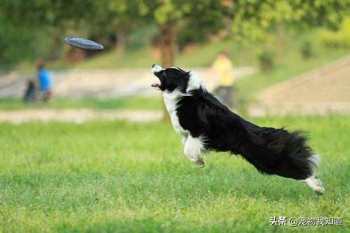 大型犬（适合懒人养的10种大型犬？）