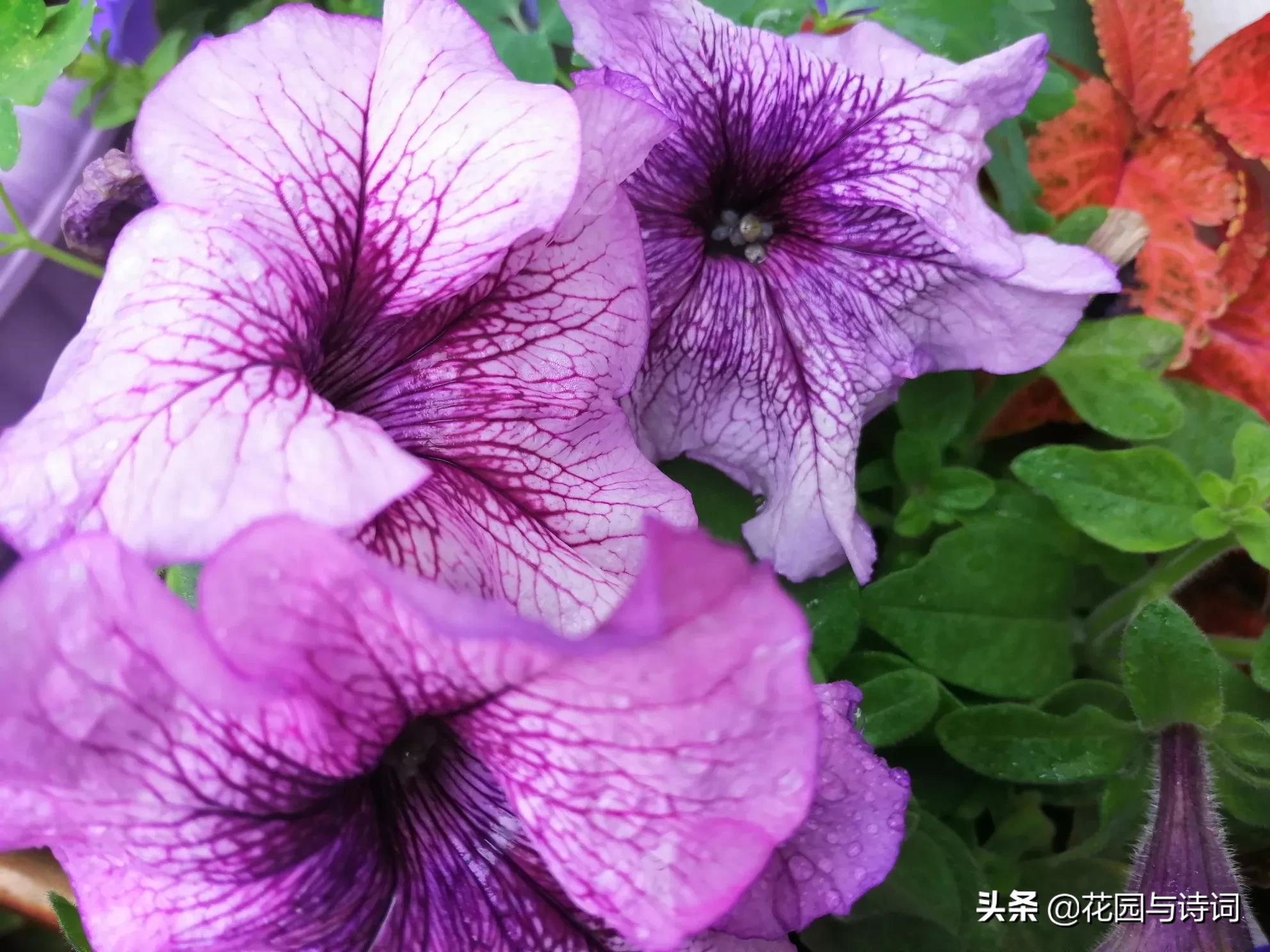 天津垂钓牵牛花怎么样
