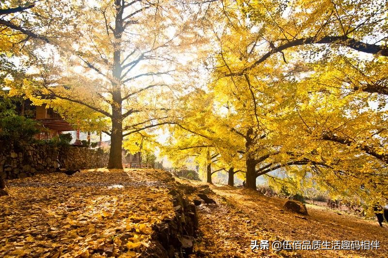 桂林哪里可以欣赏银杏？