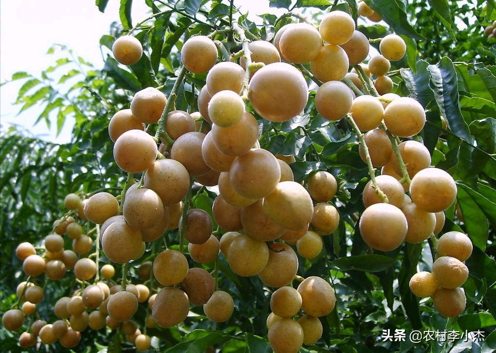福建发酵鸡屎肥怎么样