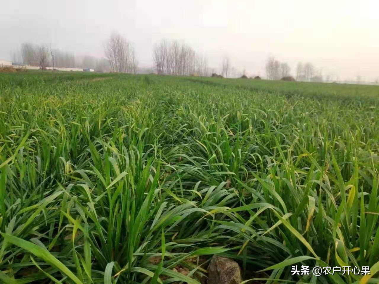 河南小麦有冻死的吗？
