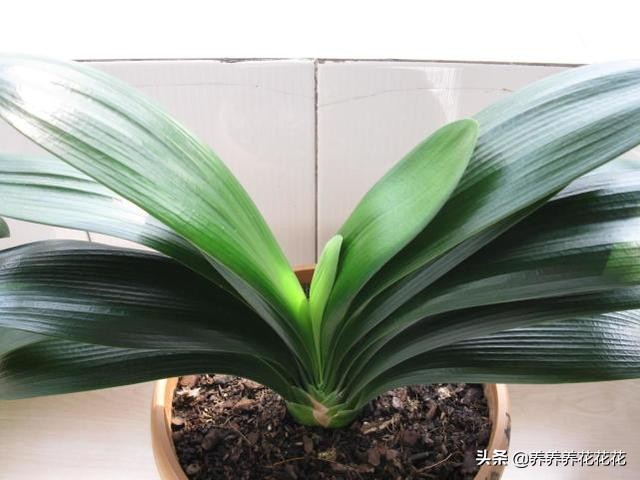 使用花生壳搭建网站