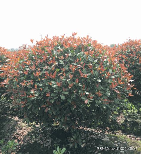 适合武汉种植的果树？