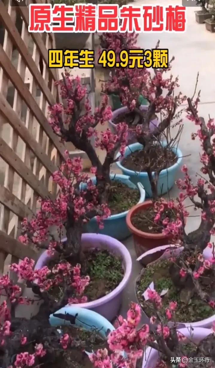虚假医药广告整治（医疗广告中使用快速，极速等用语是虚假广告吗？）