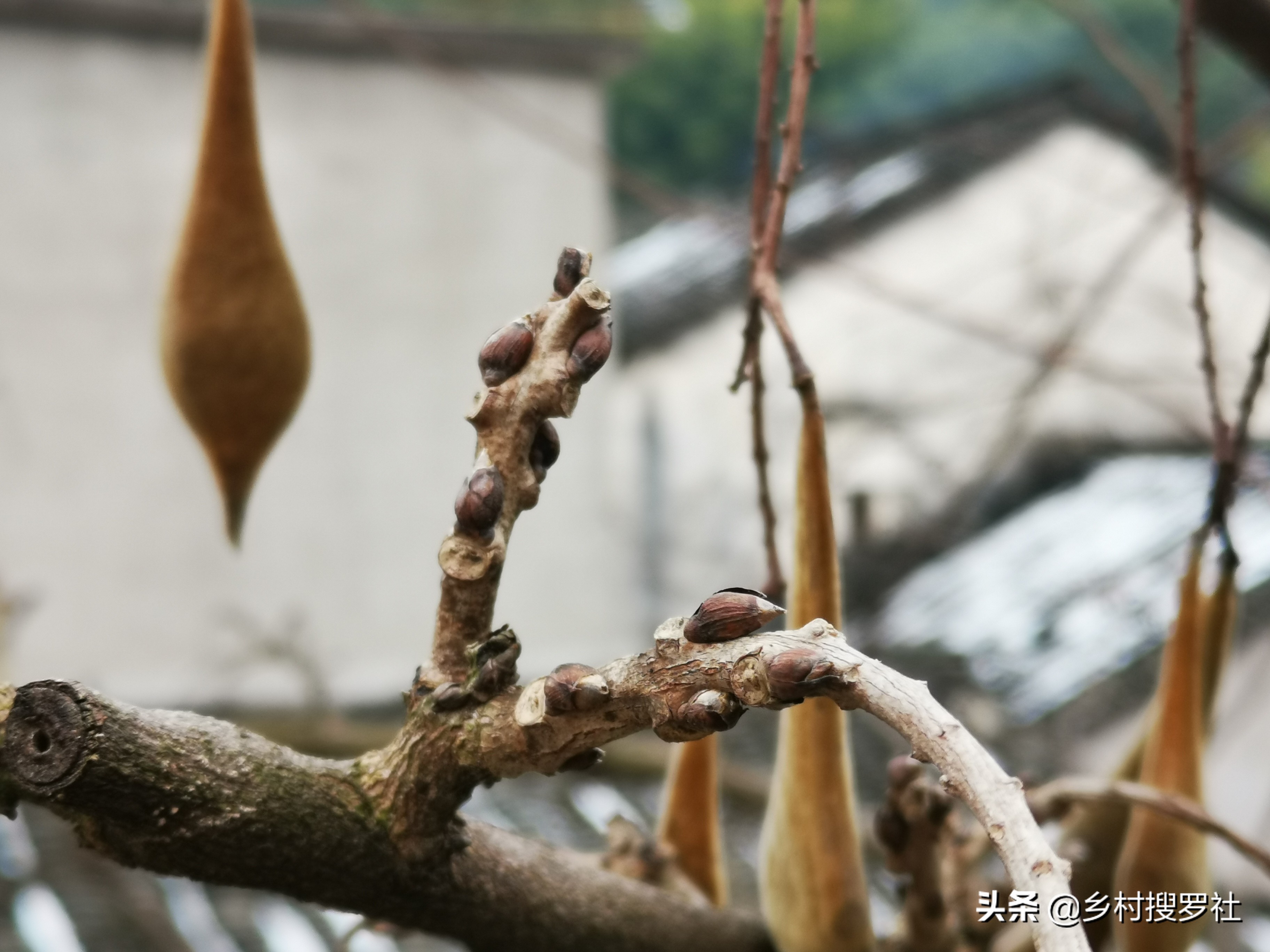 紫藤图片紫藤图片大全大图