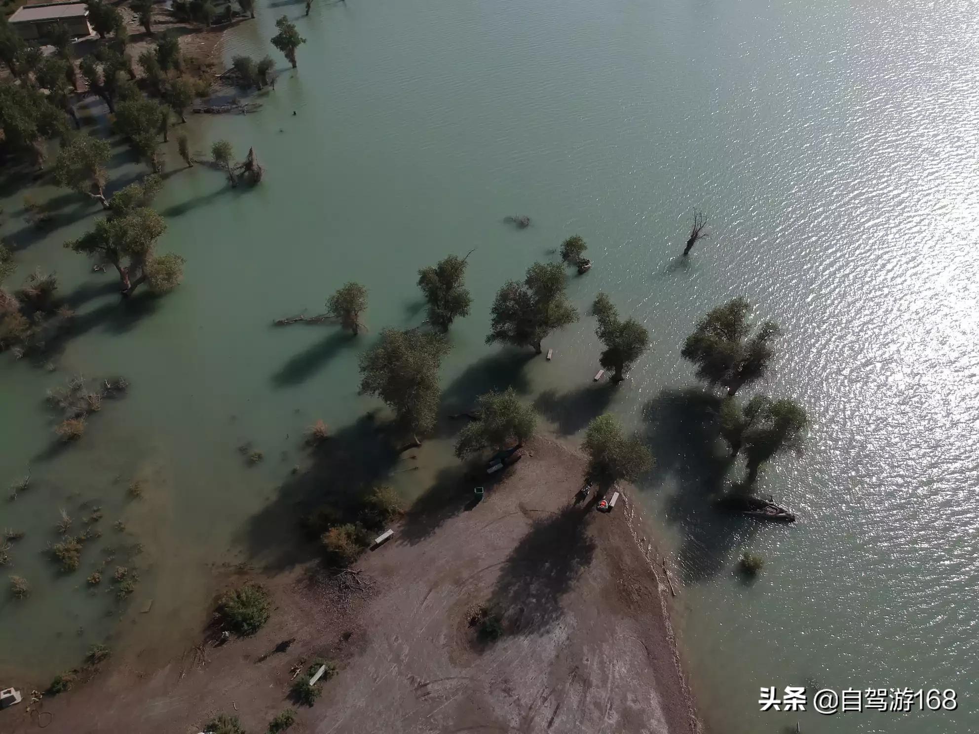 英雄树英雄树指的是什么树