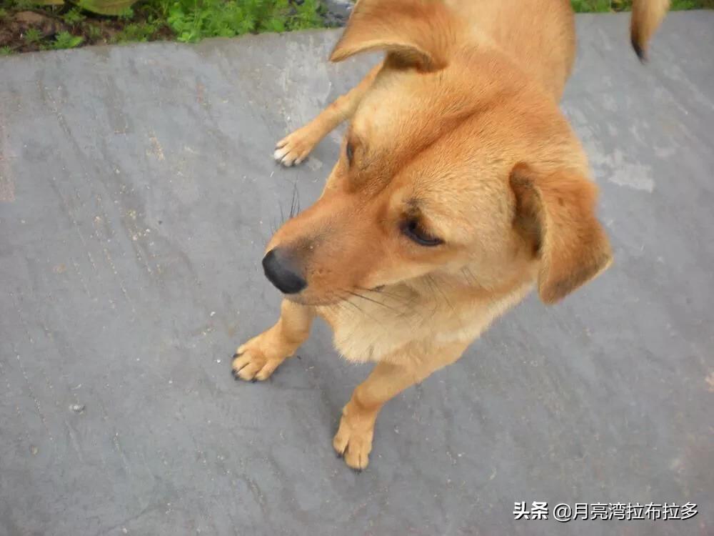 河南香烟哪个最像中华