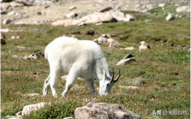 牛和牛（牛与奶牛的区别？）