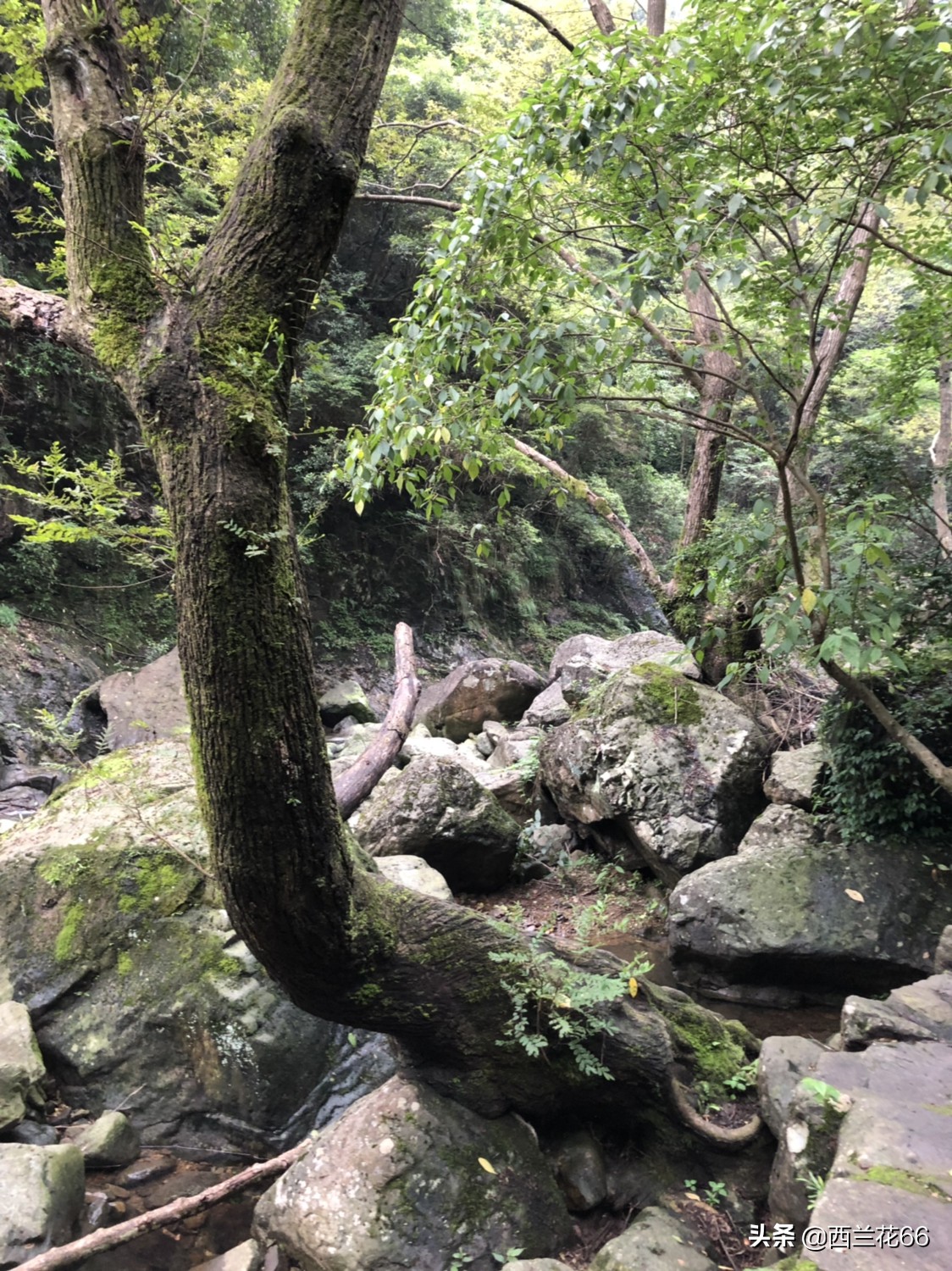 旅游变骨灰被寄回家
