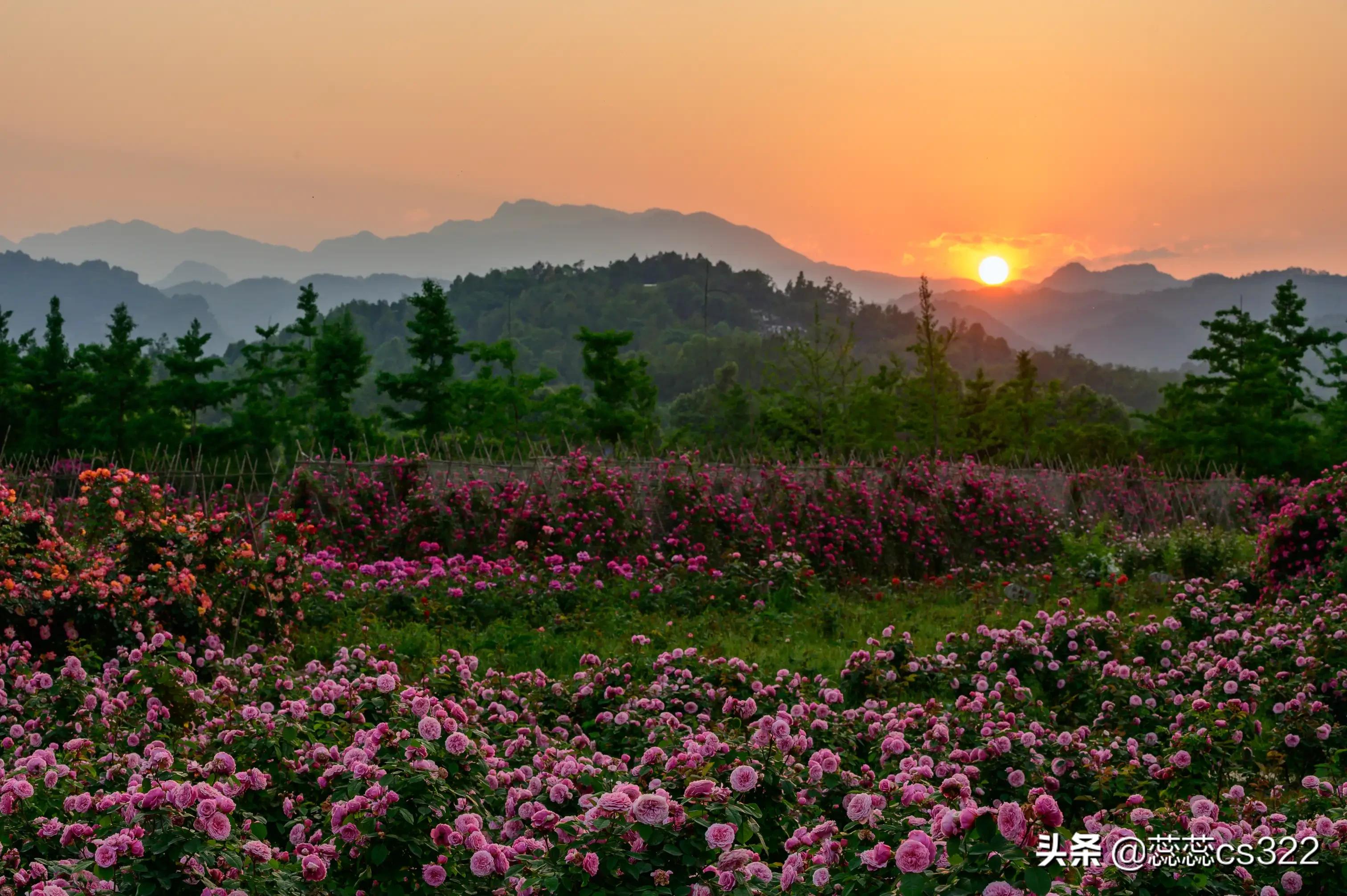 樱花的图片樱花的图片大全 最美 樱花的图片樱花的图片大全 最美